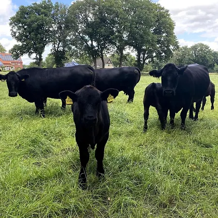 Reihenhaeuser In Strackholt *