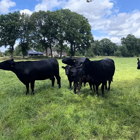 Reihenhaeuser In Strackholt * Grossefehn
